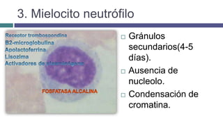 3. Mielocito neutrófilo
 Gránulos
secundarios(4-5
días).
 Ausencia de
nucleolo.
 Condensación de
cromatina.
 