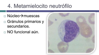 4. Metamielocito neutrófilo
 Núcleomuescas
 Gránulos primarios y
secundarios.
 NO funcional aún.
 