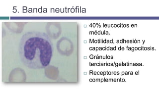 5. Banda neutrófila
 40% leucocitos en
médula.
 Motilidad, adhesión y
capacidad de fagocitosis.
 Gránulos
terciarios/gelatinasa.
 Receptores para el
complemento.
 