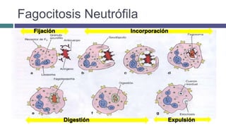 Fagocitosis Neutrófila
IncorporaciónFijación
Digestión Expulsión
 