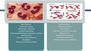 NEUTROFILIA
-Infecciones agudas
-Hemorragia o hemolisis
-Cambios inflamatorios
-Intoxicaciones(farmacos, metabólicas, veneno)
-Medicamentos
-Trastornos mieloproliferativos
-Neoplasias
-Respuesta fisiológica al estrés
NEUTROPENIA
-Infecciones agudas
-Hemodiálisis
-Inflamación o infección importantes
-Medicamentos
-Agentes físicos (rayos X)
-Trastornos autoinmunes
-Cuadros aplásicos o hipoplásicos
 