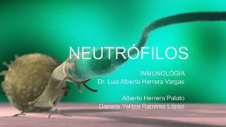 NEUTRÓFILOS
INMUNOLOGÍA
Dr. Luis Alberto Herrera Vargas
Alberto Herrera Palato
Daniela Yelitza Ramírez López
 