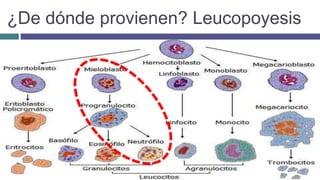 ¿De dónde provienen? Leucopoyesis
 