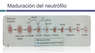 Maduración del neutrófilo
 