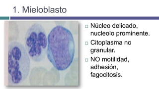 1. Mieloblasto
 Núcleo delicado,
nucleolo prominente.
 Citoplasma no
granular.
 NO motilidad,
adhesión,
fagocitosis.
 