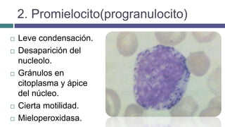 2. Promielocito(progranulocito)
 Leve condensación.
 Desaparición del
nucleolo.
 Gránulos en
citoplasma y ápice
del núcleo.
 Cierta motilidad.
 Mieloperoxidasa.
 