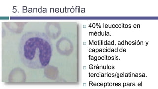 5. Banda neutrófila
 40% leucocitos en
médula.
 Motilidad, adhesión y
capacidad de
fagocitosis.
 Gránulos
terciarios/gelatinasa.
 Receptores para el
 