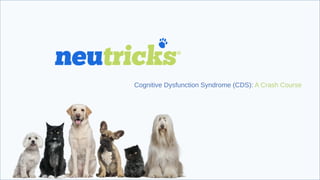 Cognitive Dysfunction Syndrome (CDS): A Crash Course
 