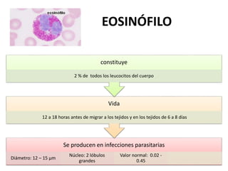 EOSINÓFILO
Se producen en infecciones parasitarias
Diámetro: 12 – 15 µm
Núcleo: 2 lóbulos
grandes
Valor normal: 0.02 -
0.45
Vida
12 a 18 horas antes de migrar a los tejidos y en los tejidos de 6 a 8 días
constituye
2 % de todos los leucocitos del cuerpo
 