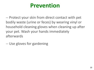 10
Prevention
-- Protect your skin from direct contact with pet
bodily waste (urine or feces) by wearing vinyl or
household cleaning gloves when cleaning up after
your pet. Wash your hands immediately
afterwards
-- Use gloves for gardening
 