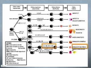 HEMATOPOYESIS Recordatorio
 