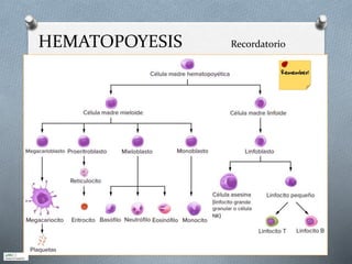 HEMATOPOYESIS Recordatorio
 