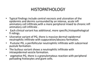 HISTOPATHOLOGY
• Typical findings include central necrosis and ulceration of the
epidermis and dermis surrounded by an intense, acute infl
ammatory cell infiltrate,with a more peripheral mixed to chronic infl
ammatory cell infiltrate .
• Each clinical variant has additional, more specific,histopathological
fi ndings.
• Ulcerative variant of PG, there is massive dermal–epidermal
neutrophilic infiltrate with suppuration/abscess formation.
• Pustular PG, a perifollicular neutrophilic infiltrate with subcorneal
pustule formation.
• The bullous variant shows a neutrophilic infiltrate with
intraepidermal vesicle formation.
• vegetative PG, there is a granulomatous reaction with peripheral
palisading histiocytes and giant cells.
 