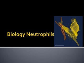 Biology Neutrophils 