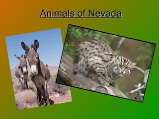 Animals of Nevada 