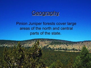 Geography Pinion Juniper forests cover large areas of the north and central parts of the state.  