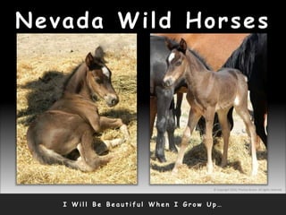 Nevada Wild Horses
I W i l l B e B e a u t i f u l W h e n I G r o w U p …
© Copyright 2010, Thomas Bruno. All rights reserved.
 