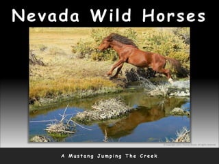 Nevada Wild Horses
A M u s t a n g J u m p i n g T h e C r e e k
© Copyright 2010, Thomas Bruno. All rights reserved.
 
