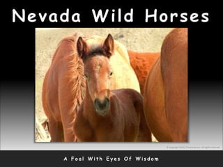Nevada Wild Horses
A F o a l W i t h E y e s O f W i s d o m
© Copyright 2010, Thomas Bruno. All rights reserved.
 