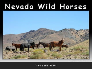 Nevada Wild Horses
T h e L o b o B a n d
© Copyright 2010, Thomas Bruno. All rights reserved.
 