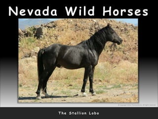 Nevada Wild Horses
T h e S t a l l i o n L o b o
© Copyright 2010, Thomas Bruno. All rights reserved.
 