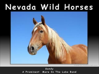 Nevada Wild Horses
S a n d y
A P r o m i n e n t M a r e I n T h e L o b o B a n d
© Copyright 2010, Thomas Bruno. All rights reserved.
 