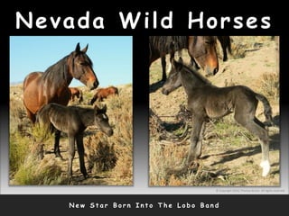 Nevada Wild Horses
N e w S t a r B o r n I n t o T h e L o b o B a n d
© Copyright 2010, Thomas Bruno. All rights reserved.
 
