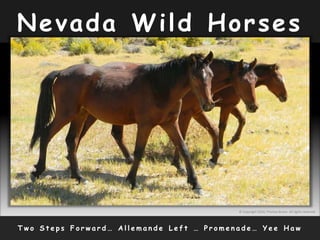Nevada Wild Horses
T w o S t e p s F o r w a r d … A l l e m a n d e L e f t … P r o m e n a d e … Y e e H a w
© Copyright 2010, Thomas Bruno. All rights reserved.
 