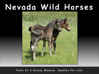 Nevada Wild Horses
F o a l s I n A G r a s s y M e a d o w … B u d d i e s F o r L i f e
© Copyright 2010, Thomas Bruno. All rights reserved.
 