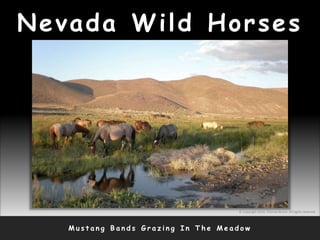 Nevada Wild Horses
M u s t a n g B a n d s G r a z i n g I n T h e M e a d o w
© Copyright 2010, Thomas Bruno. All rights reserved.
 