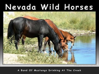 Nevada Wild Horses
A B a n d O f M u s t a n g s D r i n k i n g A t T h e C r e e k
© Copyright 2010, Thomas Bruno. All rights reserved.
 