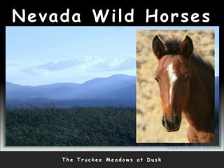 Nevada Wild Horses
T h e T r u c k e e M e a d o w s a t D u s k
© Copyright 2010, Thomas Bruno. All rights reserved.
 