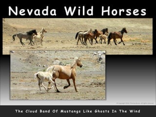 Nevada Wild Horses
T h e C l o u d B a n d O f M u s t a n g s L i k e G h o s t s I n T h e W i n d
© Copyright 2010, Thomas Bruno. All rights reserved.
 