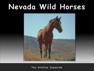 T h e S t a l l i o n C o m a n c h e
Nevada Wild Horses
© Copyright 2010, Thomas Bruno. All rights reserved.
 