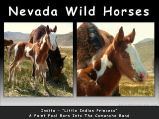 Nevada Wild Horses
I n d i t a – “ L i t t l e I n d i a n P r i n c e s s ”
A P a i n t F o a l B o r n I n t o T h e C o m a n c h e B a n d
© Copyright 2010, Thomas Bruno. All rights reserved.
 