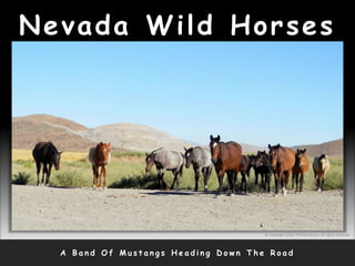 Nevada Wild Horses
A B a n d O f M u s t a n g s H e a d i n g D o w n T h e R o a d
© Copyright 2010, Thomas Bruno. All rights reserved.
 