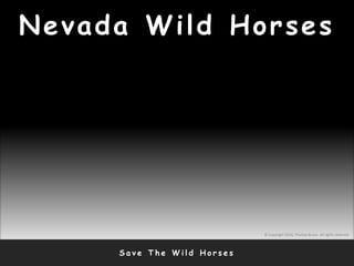 Nevada Wild Horses
S a v e T h e W i l d H o r s e s
© Copyright 2010, Thomas Bruno. All rights reserved.
 