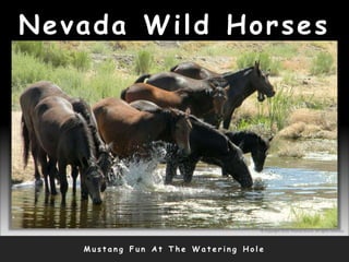 Nevada Wild Horses
M u s t a n g F u n A t T h e W a t e r i n g H o l e
© Copyright 2010, Thomas Bruno. All rights reserved.
 
