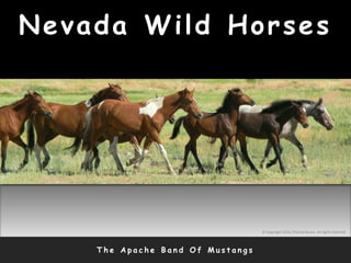 Nevada Wild Horses
T h e A p a c h e B a n d O f M u s t a n g s
© Copyright 2010, Thomas Bruno. All rights reserved.
 