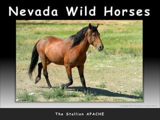 Nevada Wild Horses
T h e S t a l l i o n A P A C H E
© Copyright 2010, Thomas Bruno. All rights reserved.
 