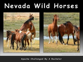 Nevada Wild Horses
A p a c h e C h a l l e n g e d B y A B a c h e l o r
© Copyright 2010, Thomas Bruno. All rights reserved.
 
