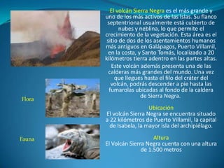 El volcán Sierra Negra es el más grande y
        uno de los más activos de las Islas. Su flanco
         septentrional usualmente está cubierto de
               nubes y neblina, lo que permite el
        crecimiento de la vegetación. Esta área es el
         sitio de dos de los asentamientos humanos
        más antiguos en Galápagos, Puerto Villamil,
          en la costa, y Santo Tomás, localizado a 20
        kilómetros tierra adentro en las partes altas.
           Este volcán además presenta una de las
          calderas más grandes del mundo. Una vez
             que llegues hasta el filo del cráter del
           volcán, podrás descender a pie hasta las
          fumarolas ubicadas al fondo de la caldera
                        de Sierra Negra.
Flora
                          Ubicación
        El volcán Sierra Negra se encuentra situado
        a 22 kilómetros de Puerto Villamil, la capital
          de Isabela, la mayor isla del archipiélago.

Fauna                       Altura
        El Volcán Sierra Negra cuenta con una altura
                       de 1.500 metros
 