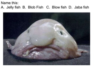 Blobfish in malay