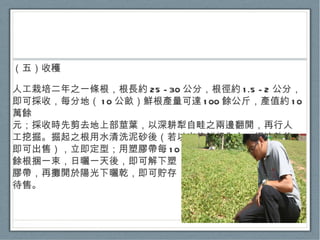 （五）收穫 人工栽培二年之一條根，根長約 25 - 30 公分，根徑約 1.5 - 2 公分，即可採收，每分地（ 10 公畝）鮮根產量可達 100 餘公斤，產值約 10 萬餘 元；採收時先剪去地上部莖葉，以深耕犁自畦之兩邊翻開，再行人 工挖掘。掘起之根用水清洗泥砂後（若以出售鮮根為主，經涼乾後 即可出售），立即定型；用塑膠帶每 10 餘根捆一束，日曬一天後，即可解下塑 膠帶，再攤開於陽光下曬乾，即可貯存 待售。 