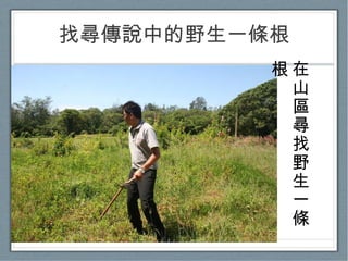 找尋傳說中的野生一條根 在山區尋找野生一條根 