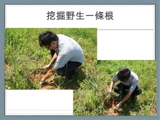 挖掘野生一條根 