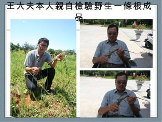 王大夫本人親自檢驗野生一條根成品 