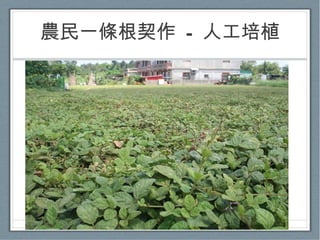 農民一條根契作  -  人工培植 
