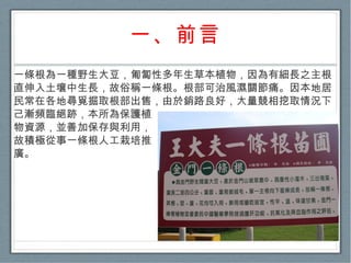 一、前言 一條根為一種野生大豆，匍匐性多年生草本植物，因為有細長之主根直伸入土壤中生長，故俗稱一條根。根部可治風濕關節痛。因本地居民常在各地尋覓掘取根部出售，由於銷路良好，大量競相挖取情況下 己漸頻臨絕跡，本所為保護植 物資源，並善加保存與利用， 故積極從事一條根人工栽培推 廣。 