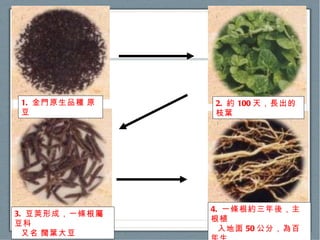 1.  金門原生品種 原豆 2.  約 100 天，長出的枝葉 3.  豆莢形成，一條根屬豆科   又名 闊葉大豆 4.  一條根約三年後，主根植   入地面 50 公分，為百年生   藥用作物   